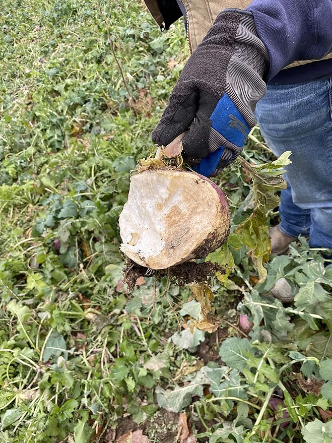 Hale Habitat &amp Seed Purple Top Turnip Food Plot Seed 5 lbs
