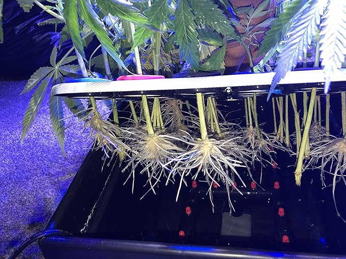 36 Site Aeroponic Cloning Machine. Expect 100% Success Rates!