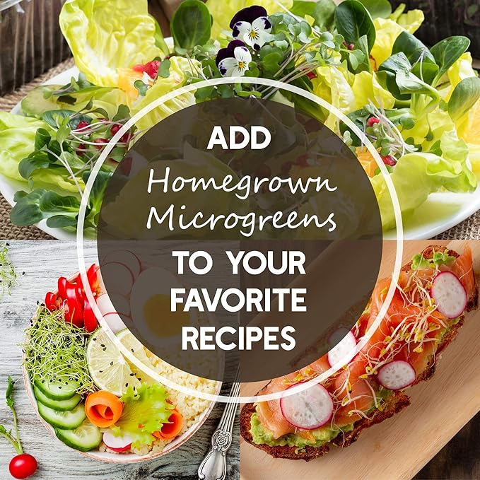 Red Acre Cabbage Microgreens &amp Sprouting Seeds – 5 Lb – Non-GMO Chemical-Free – High-Germination Seeds for Nutritious Microgreens Sprouts Hydroponic Growing and Indoor Gardening