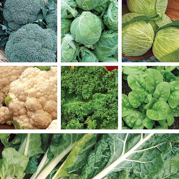 Ferry Morse Vegetable Seed Variety Pack - Cold Hardy High Germination Rate GMO Free - 7 Pack