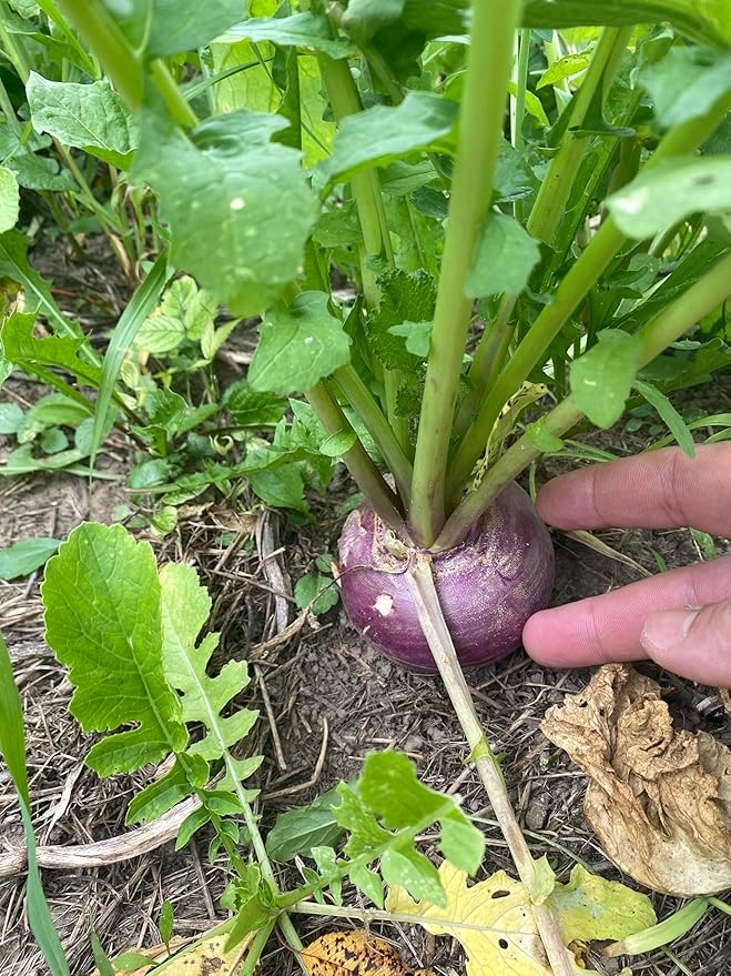 Hale Habitat &amp Seed Purple Top Turnip Food Plot Seed (50 lb Bulk)