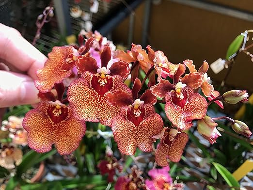 MSU Orchid Fertilizer 13-3-15 (Greencare) Reverse Osmosis Rain Tap Water Formula. 1 Pounds Scoop Included