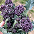 Plant Good Seed Organic Purple Sprouting Broccoli Bulk Seeds for Planting: Heirloom Vegetable Flower and Herb Farm Grown - 7000 Seed Packet (1 Ounce)