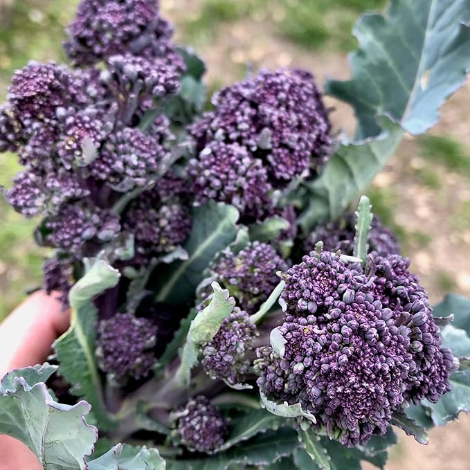 Plant Good Seed Organic Purple Sprouting Broccoli Bulk Seeds for Planting: Heirloom Vegetable Flower and Herb Farm Grown - 7000 Seed Packet (1 Ounce)