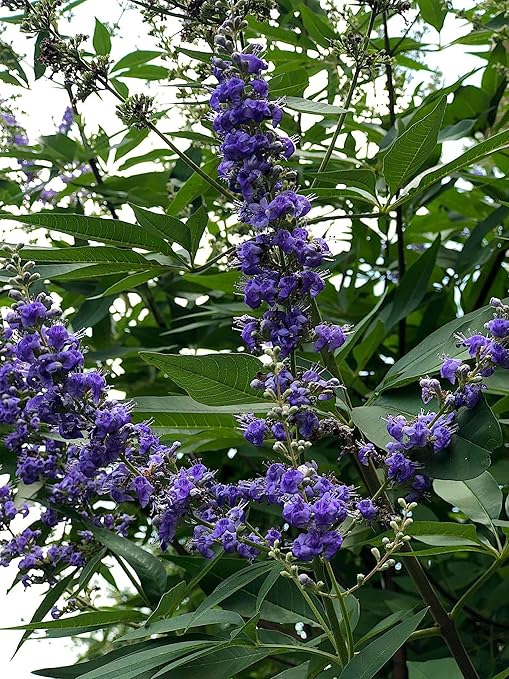Crape Myrtle &amp All Flowering Trees Desert Willow Mimosa Orchid Tree Indoor Outdoor Container Grown Granular Fertilizer NutriStar (15 lb.)