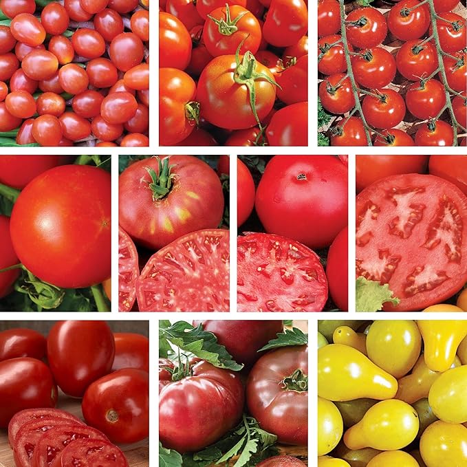 Ferry-Morse Tomato Lover Seed Variety Pack - 10 Pack