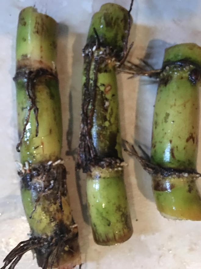 Perennial Sugarcane Root Stock Organic 4 Germinated Healthy Tropical Plants Green/Yellow
