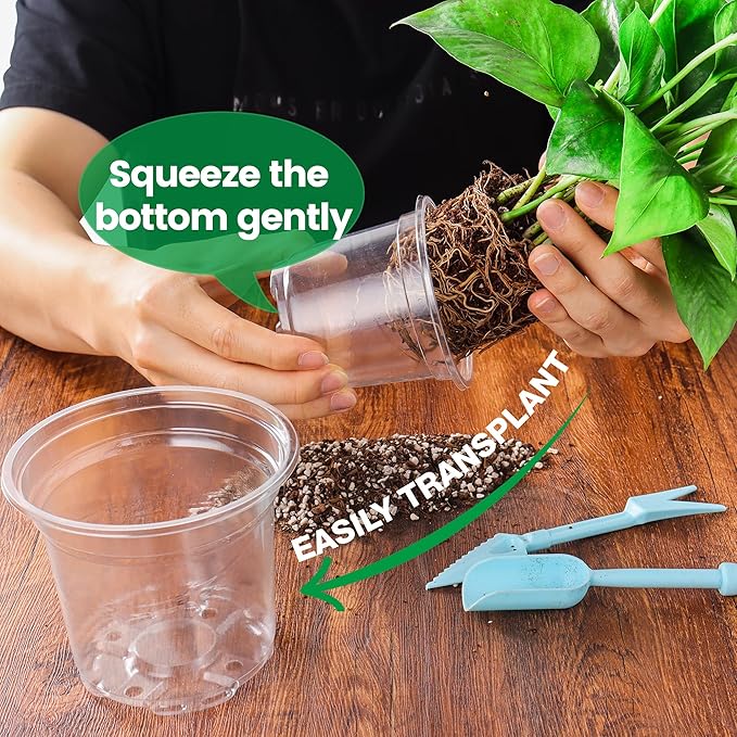 8 Packs 8 Inch Reinforced Large Clear Nursery Pots with Saucers Transparent Plastic Plant Pot Seedling Planter with Drainage Holes for Vegetable Propagation Root Cutting Seed Starting