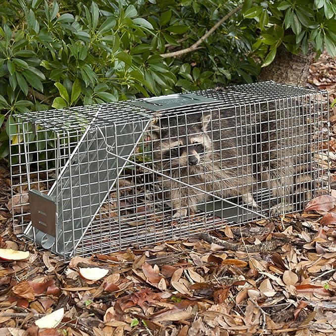 HAVAHART 1079SR Large 1-Door Humane Catch and Release Live Animal Trap Cage - Live Raccoon Trap for Bobcats Beavers Dogs &amp More