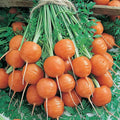 Parisian Carrot Seed - 4 Oz ~80000 Seeds - Non-GMO Heirloom Vegetable Garden Seeds - Gardening - Mountain Valley Seed