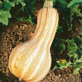 Organic Cushaw Orange Stripe Pumpkin Seeds - 4 Oz ~900 Seeds - Non-GMO Certified Organic Heirloom - Vegetable Garden - Cucurbita mixta