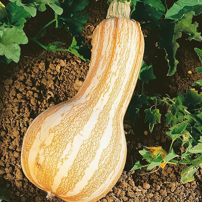 Organic Cushaw Orange Stripe Pumpkin Seeds - 1 Oz ~225 Seeds - Non-GMO Certified Organic Heirloom - Vegetable Garden - Cucurbita mixta