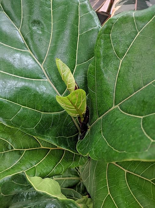 Boost Vitaminé - Indoor Plant Food