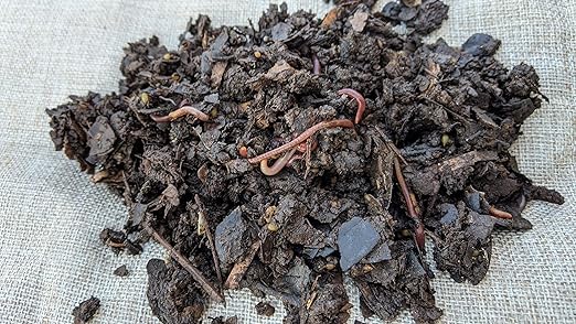 BROTHERS WORM FARM - 1/2 LB (~500) Red Wiggler Compost Worm Blend. Live Worms for Composting and Creating Worm Castings at Home. Ideal for Worm Composters Gardens and Worm Bins.