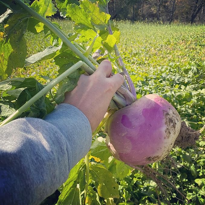 Hale Habitat &amp Seed Purple Top Turnip Food Plot Seed (50 lb Bulk)