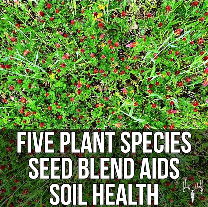 Crooked Bend Branson's Buffalo Blend 50LB Bulk Whitetail Food Plot Seed for Deer Turkey Pheasant Dove Elk &amp Duck Plant Seeds Grow Forage to Feed &amp Attract Wildlife to Hunting Plots No