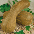 Lungo de Napoli Winter Squash Seeds - 1 Oz ~175 Seeds - Non-GMO Heirloom - Vegetable Garden - Cucurbita moschata
