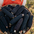 Dakota Black Popcorn - 4oz Bulk (~800 Seeds) - Heirloom &amp Open-Pollinated Variety USA-Grown Non-GMO Corn Seeds for Planting Outdoors in The Home Garden Thresh Seed Company