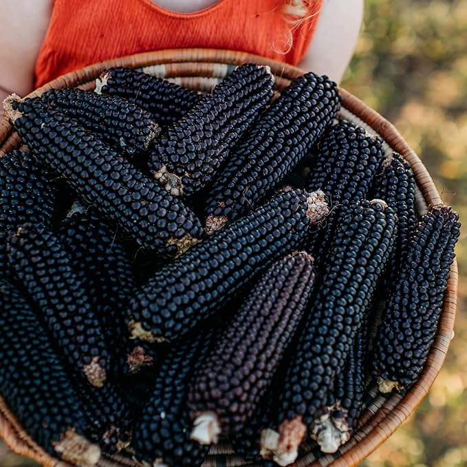 Dakota Black Popcorn - 4oz Bulk (~800 Seeds) - Heirloom &amp Open-Pollinated Variety USA-Grown Non-GMO Corn Seeds for Planting Outdoors in The Home Garden Thresh Seed Company