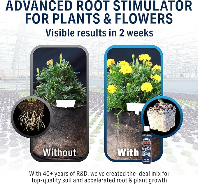 King Crab Instant Compost Tea Root Stimulator for Plants Ultra Concentrated OMRI Organic Bacteria 275 Million Organisms per ml Roses Tomatoes Houseplants Soil Conditioner Soil Microbes