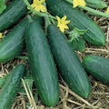 Organic Spacemaster Cucumber Seeds - 1 Oz ~950 Seeds - Non-GMO Certified Organic Heirloom - Vegetable Garden - Cucumis sativus