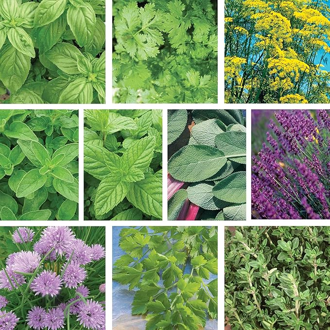 Ferry-Morse Herb Seed Kit - Organic High Germination Rate GMO Free - 10 Pack
