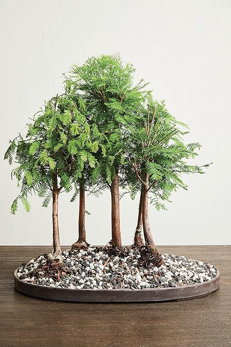 Organic Bonsai Fertilizer by The Bonsai Supply – 3Lbs | Quick Results | Micro Nutrients for Vital Bonsai Health.
