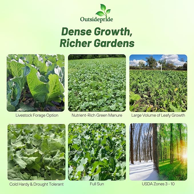 Outsidepride Bayou Kale Seeds - 10 lb. Annual Versatile &amp Cold-Tolerant Cover Crop Seeds for Planting Large Resilient Foliage for Livestock Grazing Erosion Control &amp Easy Growth