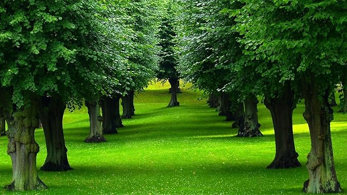 Liquid Fertilizer 16-8-4 general purpose fertilizer that provides vigorous sustained growth (1 Gallon)