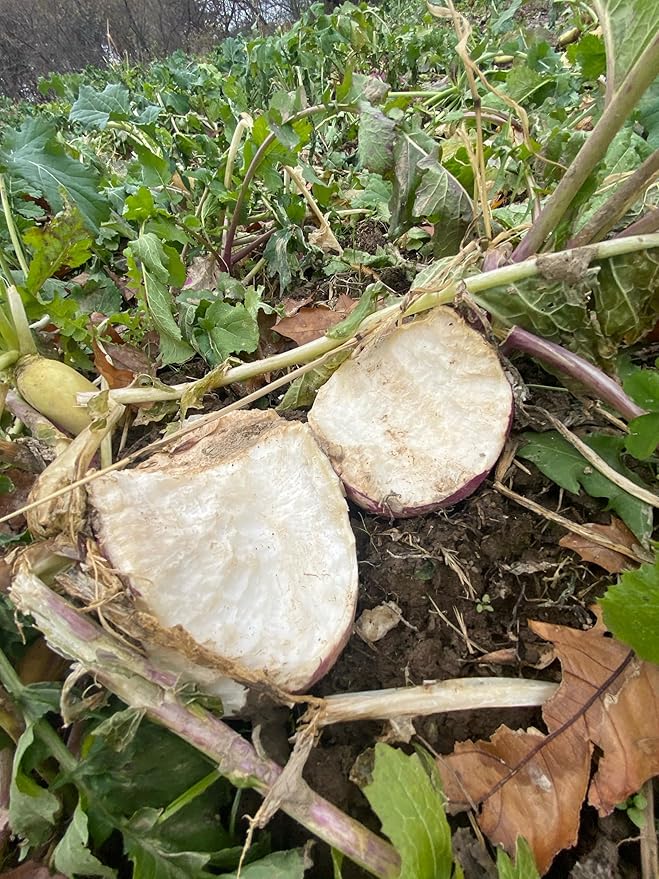 Hale Habitat &amp Seed Purple Top Turnip Food Plot Seed (50 lb Bulk)