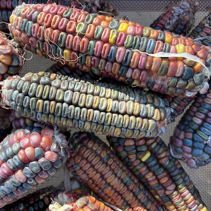 Plant Good Seed Organic Earth Tones Dent Corn Bulk Seeds for Planting: Heirloom Vegetable Flower and Herb Farm Grown - 2000 Seed Packet (1 Pound)