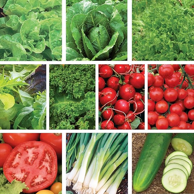 Ferry-Morse Organic Salad Garden Seeds - High Germination Rate GMO Free - 10 Pack
