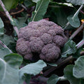 Plant Good Seed Purple Magic F1 Broccoli Bulk Seeds for Planting: Heirloom Vegetable Flower and Herb Farm Grown - 500 Seed Packet (4.3 Grams)