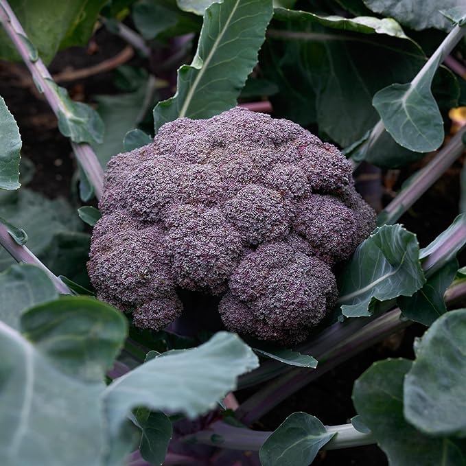Plant Good Seed Purple Magic F1 Broccoli Bulk Seeds for Planting: Heirloom Vegetable Flower and Herb Farm Grown - 500 Seed Packet (4.3 Grams)
