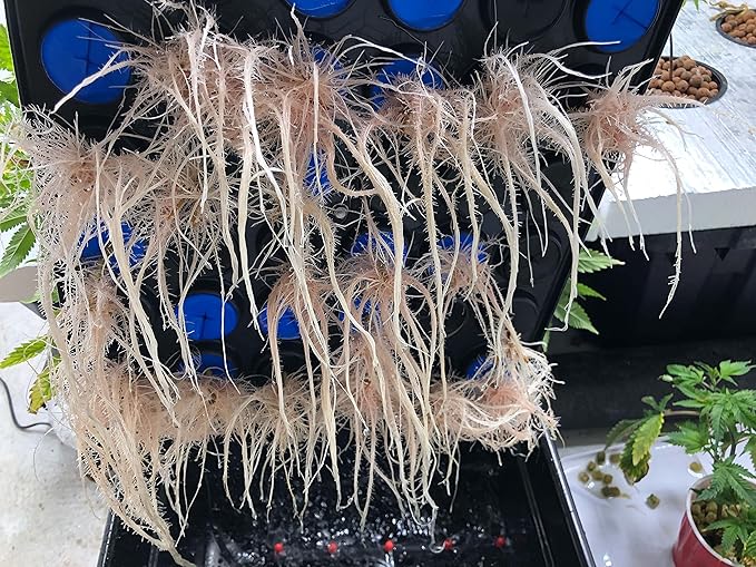 25 Site Aeroponic Cloning Machine Expect 100% Success Rates