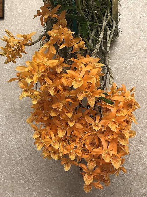 Peter's 10-30-20. 2 Pounds. Blossom Booster Water Soluble Fertilizer with Micro Nutrients.