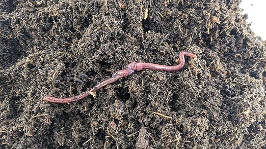 BROTHERS WORM FARM - 1/2 LB (~500) Red Wiggler Compost Worm Blend. Live Worms for Composting and Creating Worm Castings at Home. Ideal for Worm Composters Gardens and Worm Bins.