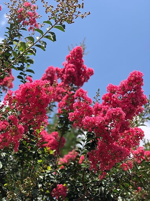 Crape Myrtle &amp All Flowering Trees Desert Willow Mimosa Orchid Tree Indoor Outdoor Container Grown Granular Fertilizer NutriStar (15 lb.)