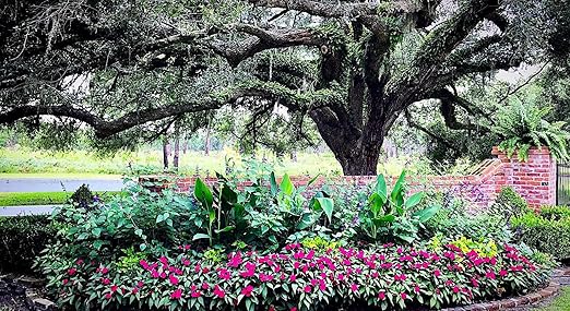 Nelson - Trees Shrubs &amp Evergreens Plant Food for In-Ground Containers &amp Patios Granular Fertilizer NutriStar 21-6-8 (25 lb.)