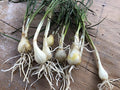 10 Starter Plants of Perennial Rakkyo Onion Allium chinense (Bare Root)
