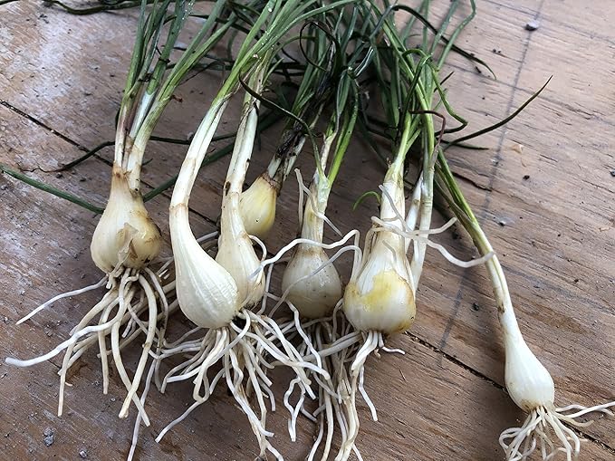 10 Starter Plants of Perennial Rakkyo Onion Allium chinense (Bare Root)