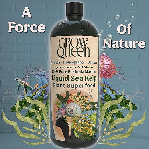 Organic Liquid Kelp &amp Seaweed Extract (Ecklonia Maxima) Plant Super Food - Indoor Houseplant Fertilizer - Organic Fertilizer for Flowers Seedlings &amp Gardens - 12oz Treats 75 Gallons