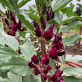 Plant Good Seed Organic Crimson Flowered Fava Bean Bulk Seeds for Planting: Heirloom Vegetable Dark Pink Flowers - 175 Seed Packet (0.5 Pound)