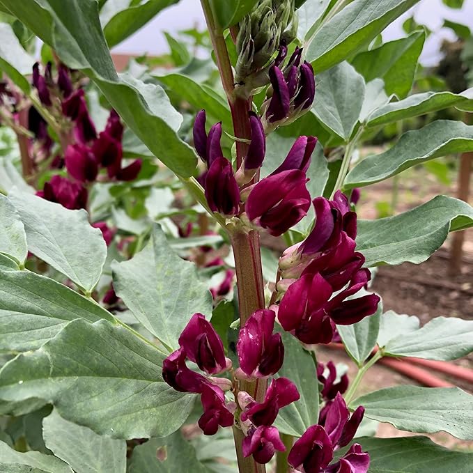 Plant Good Seed Organic Crimson Flowered Fava Bean Bulk Seeds for Planting: Heirloom Vegetable Dark Pink Flowers - 175 Seed Packet (0.5 Pound)