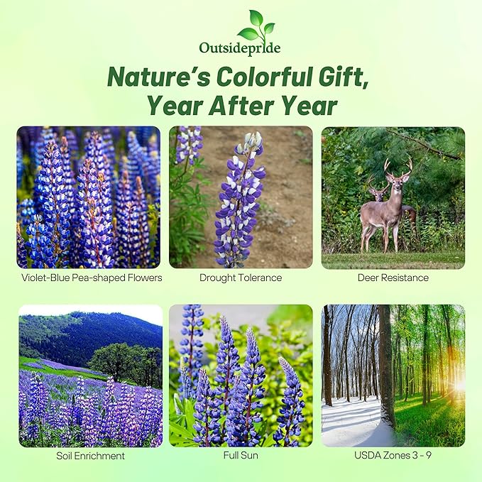 Outsidepride Wild Blue Perennial Lupine Seeds - 1 Lb. Self-Sowing Cold Hardy &amp Frost Tolerant Wildflower Seeds for Fall Planting Ideal for Attracting Pollinators &amp Hummingbirds