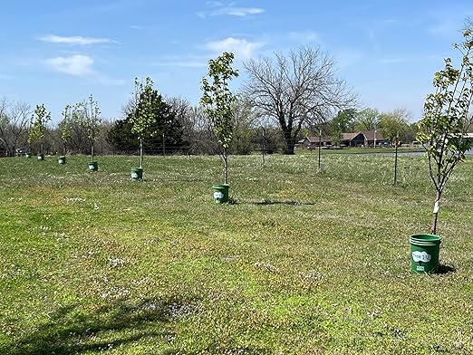 Tree I-V 6-Pk Original Base Root Feeder Watering System - Durable Self-Supported 5-Gal Reservoir with No-Hands Filling - Water 6 Trees in 6 Minutes - Weekly