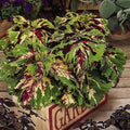 Kong Series Coleus Seeds - Mosaic - 100 Seeds - Ornamental &amp Decorative House &amp Garden Plant Seeds by Mountain Valley