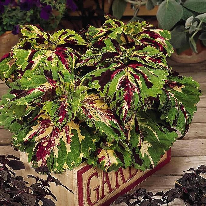 Kong Series Coleus Seeds - Mosaic - 100 Seeds - Ornamental &amp Decorative House &amp Garden Plant Seeds by Mountain Valley