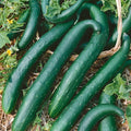 Green Dragon Burpless F1 Hybrid Cucumber Seeds - 4 Oz ~3800 Seeds - Non-GMO F1 Hybrid - Vegetable Garden - Cucumis sativus