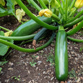 2 Green Zucchini Plants Live Zucchini Plants in Pot Summer Squash for Outdoor Garden 3 to 6 Inch Tall Plant